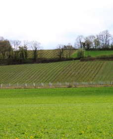 vignes vignes
